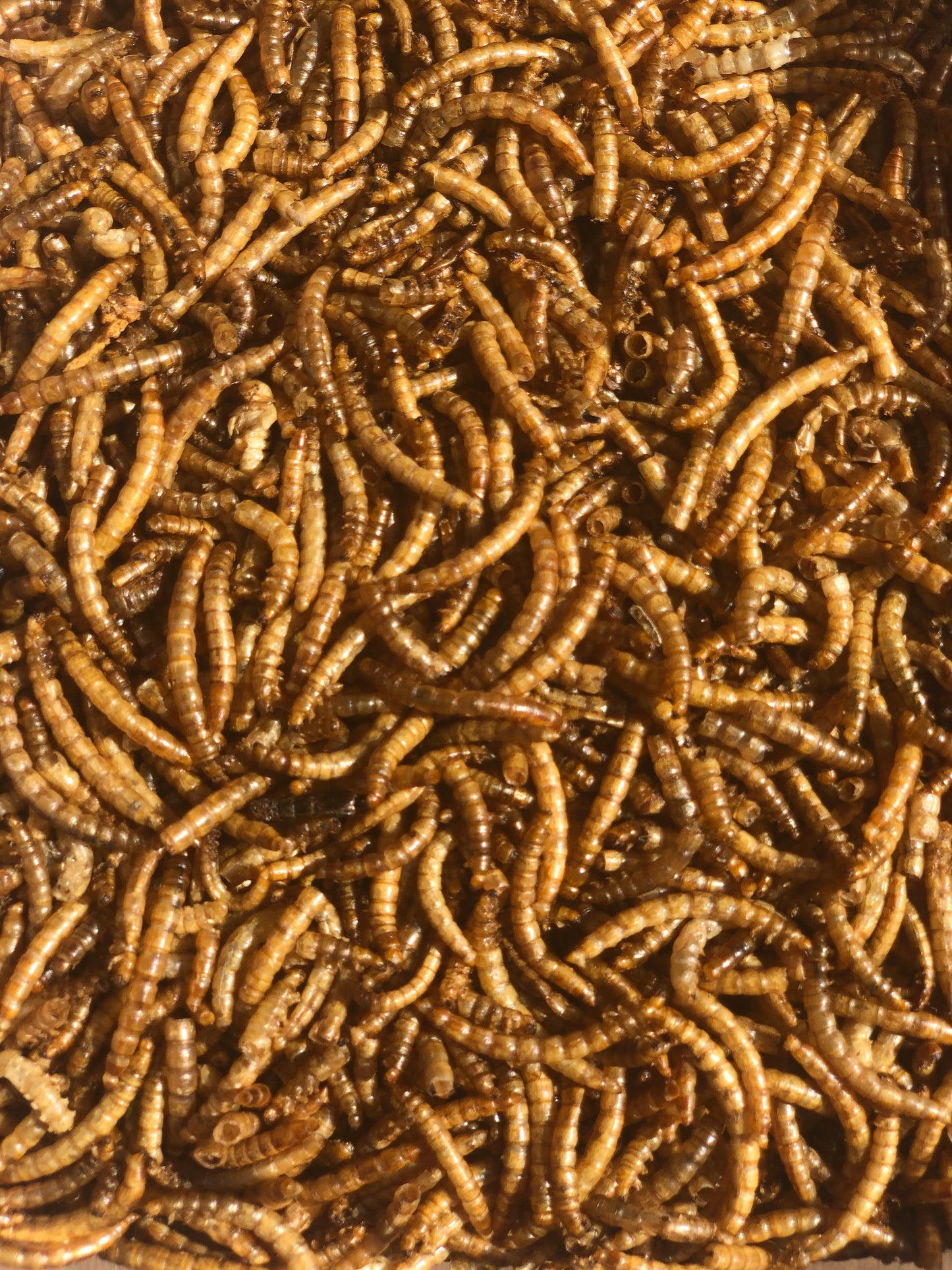 Mealworm 1KG REFILL Bag - Honest2Nature