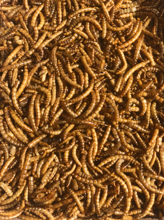 Mealworm 1KG REFILL Bag - Honest2Nature