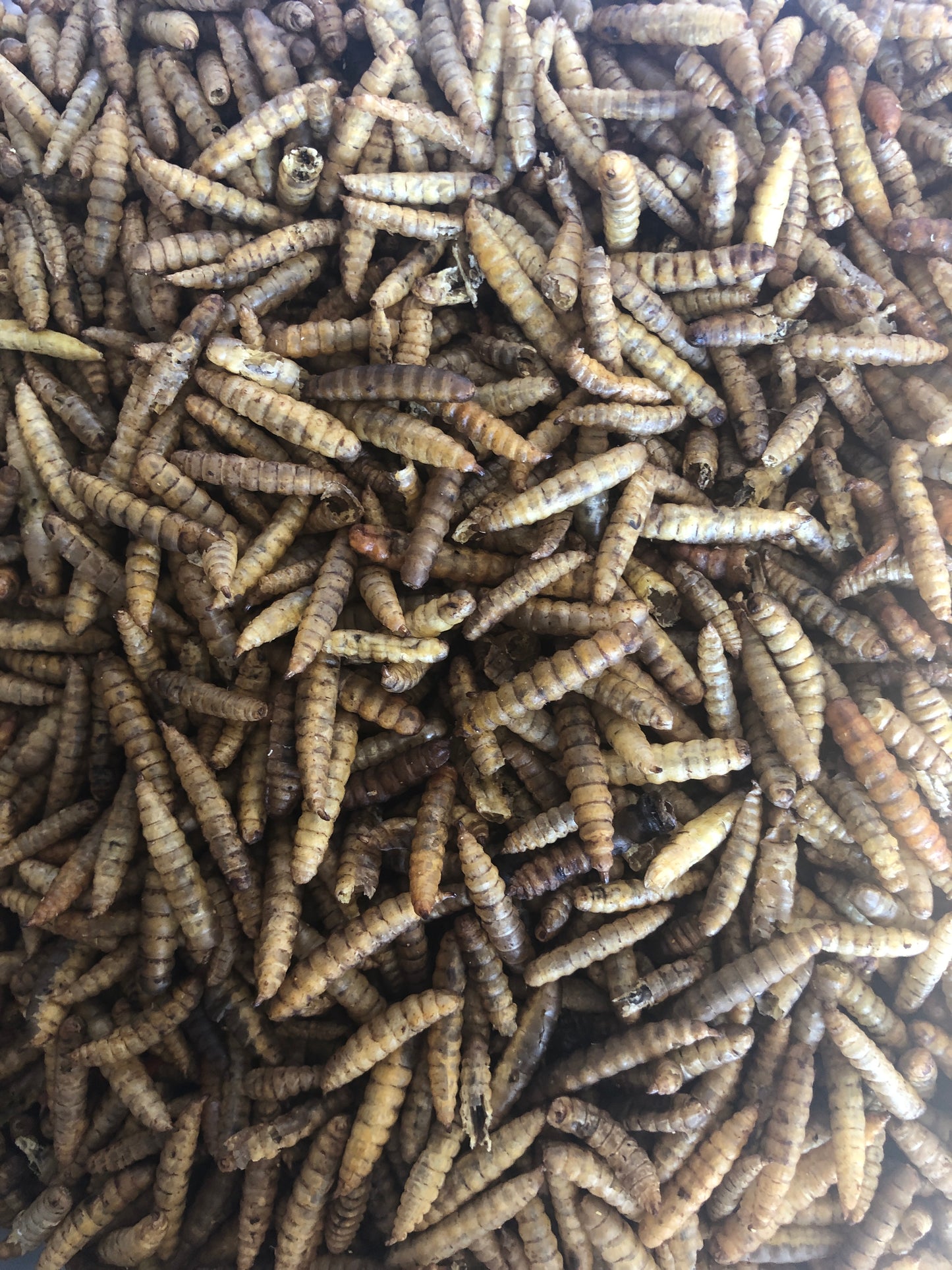 Calci-Worms 1KG REFILL Bag - Honest2Nature