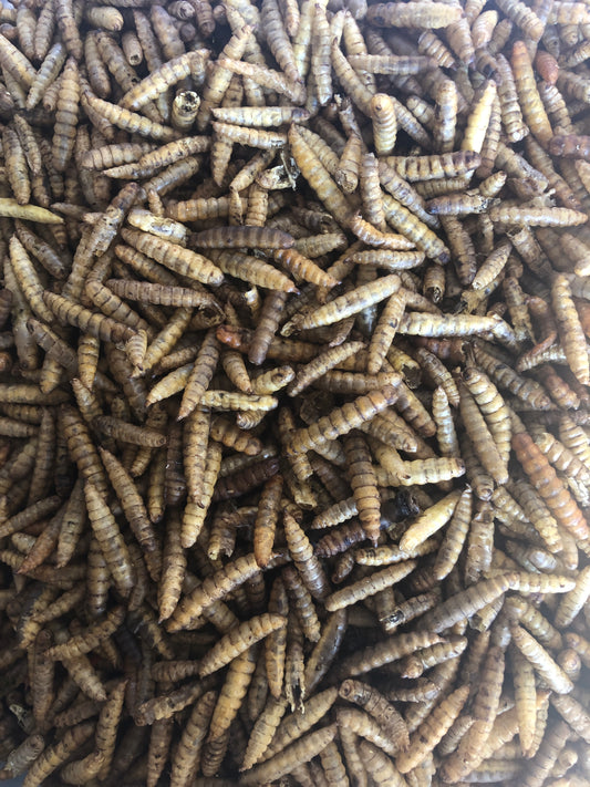 Calci-Worms 1KG REFILL Bag - Honest2Nature