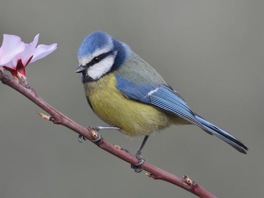 Summer Bird Feeding Tips: What to Feed Wild Birds in the Warmer Months