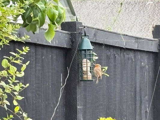 Birds feeding on Honest2Nature Suet Balls [Photo by Mark J]