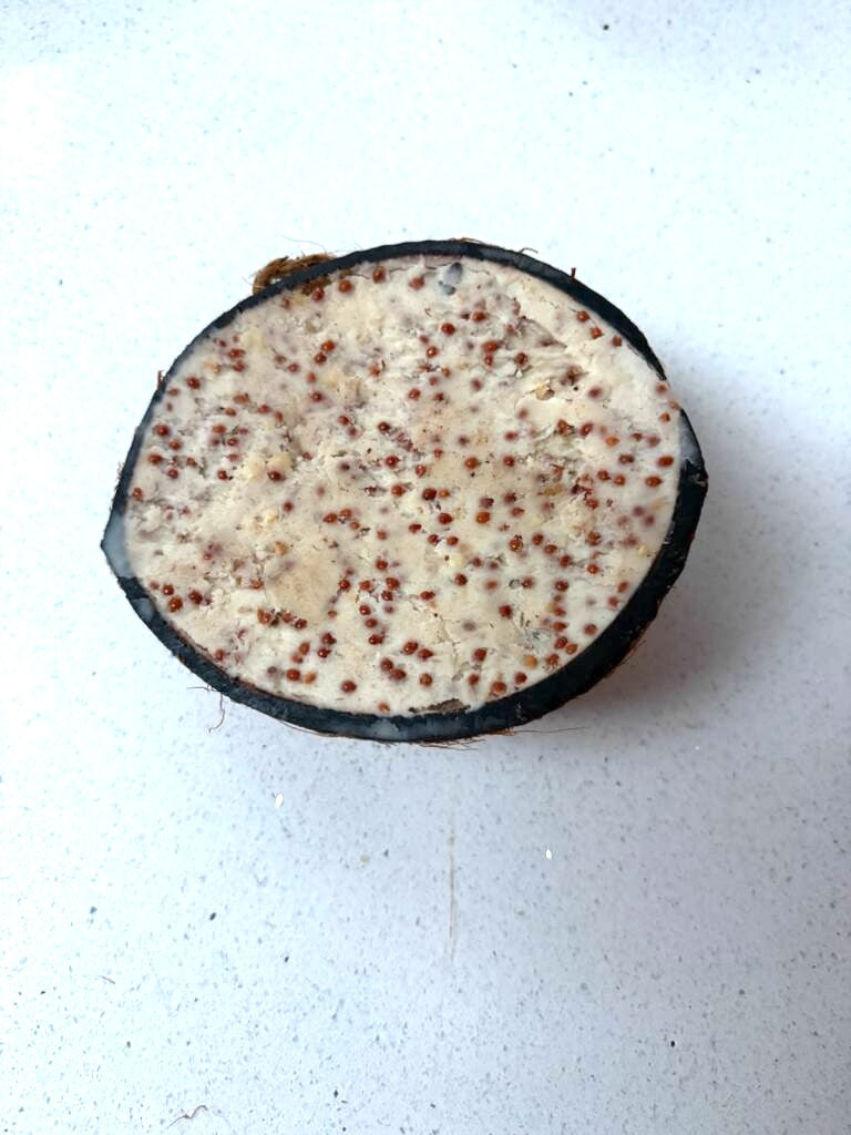 Suet-Filled Half Coconuts for Wild Bird feeding - Honest2Nature